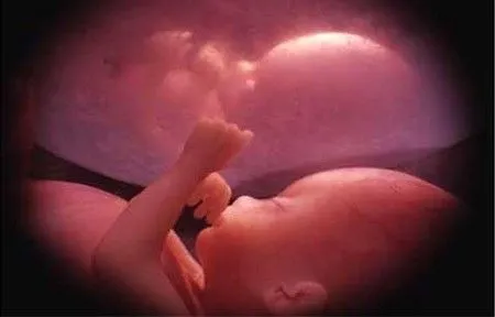 El bebé podría soñar en fases tempranas del desarrollo