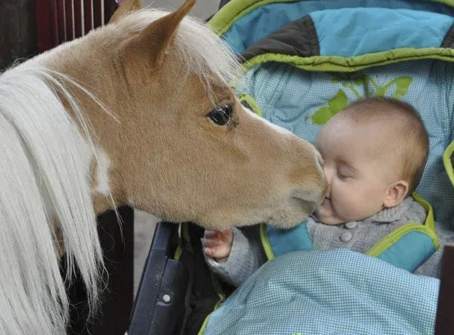 Bebé super tierno con caballo, baby with horse | Niños & Animales ...