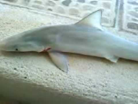 Bebe tiburón - YouTube