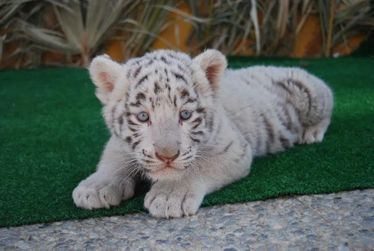 Fotos de tigres bebés blancos - Imagui