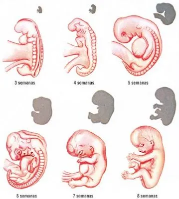 El Bebé en el Vientre Materno: Etapas de su Desarrollo