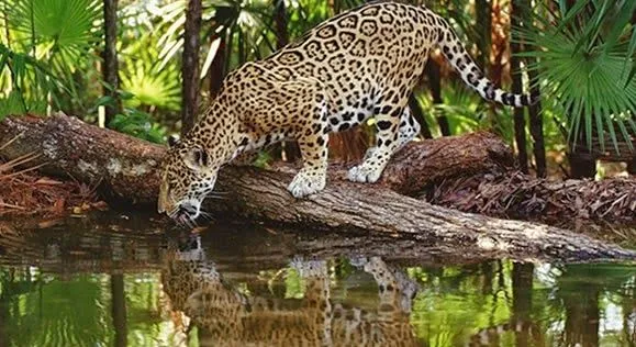 el bebedor de la noche: COSTA, SIERRA Y SELVA: TRES RELATOS ORALES el bebedor de la noche: COSTA, SIERRA Y SELVA: TRES RELATOS ORALES