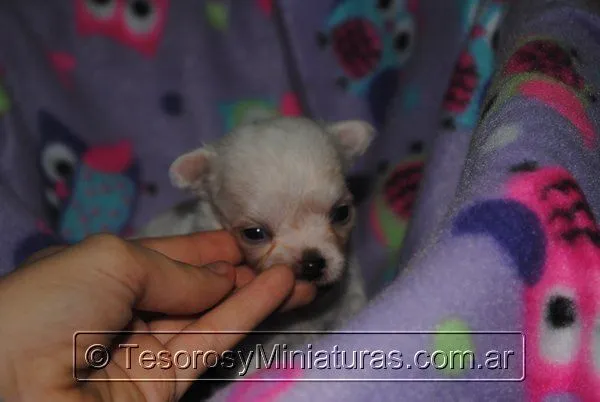 Los bebés de la Chihuahua Isabella • Tesoros y Miniaturas