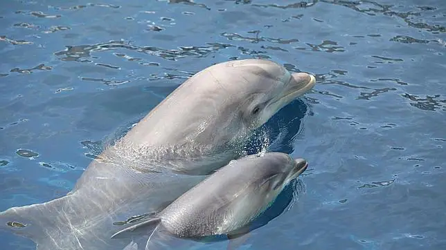 Uno de los bebés delfín, junto a su madre - ABC.es