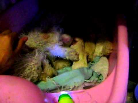 bebes de french poodle de 4 dias de nacidos.AVI - YouTube