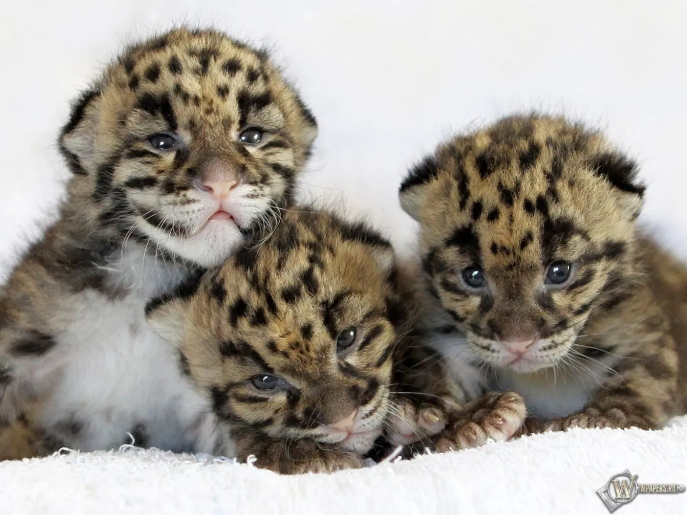 isusy: Leopardos bebés
