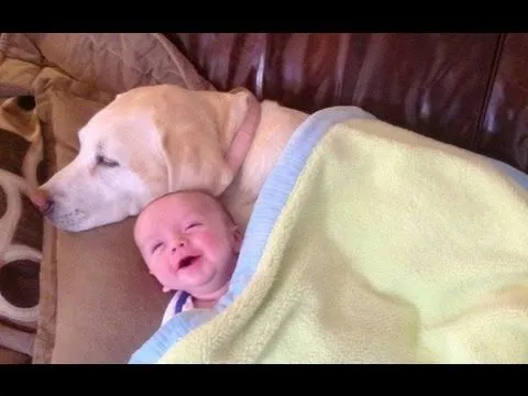 Los bebés lindos que juegan con los perros Labrador - Perros Amor ...