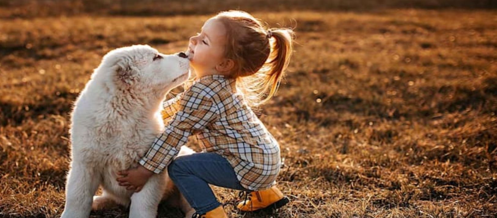 Bebés y perros en casa - BHInfo