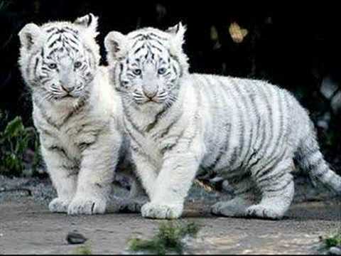 Bébés tigres - YouTube