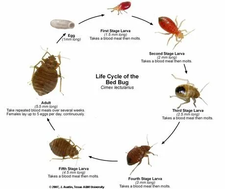 Bed Bug (Cimex lectularius) Disinsectization order at Thane India ...