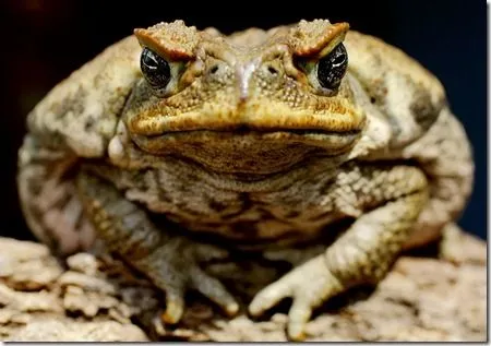 El Beelzebufo, el sapo más gigante que ha existido - Blogodisea El Beelzebufo, el sapo más gigante que ha existido - Blogodisea
