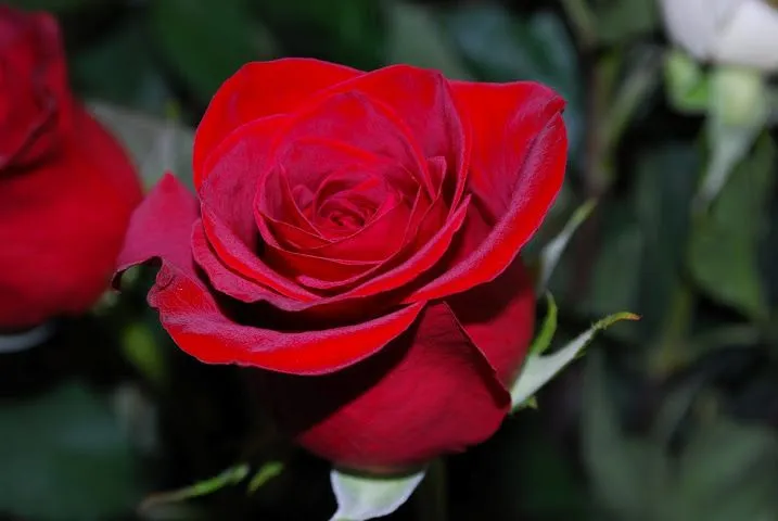 La rosa mas bella del mundo - Imagui