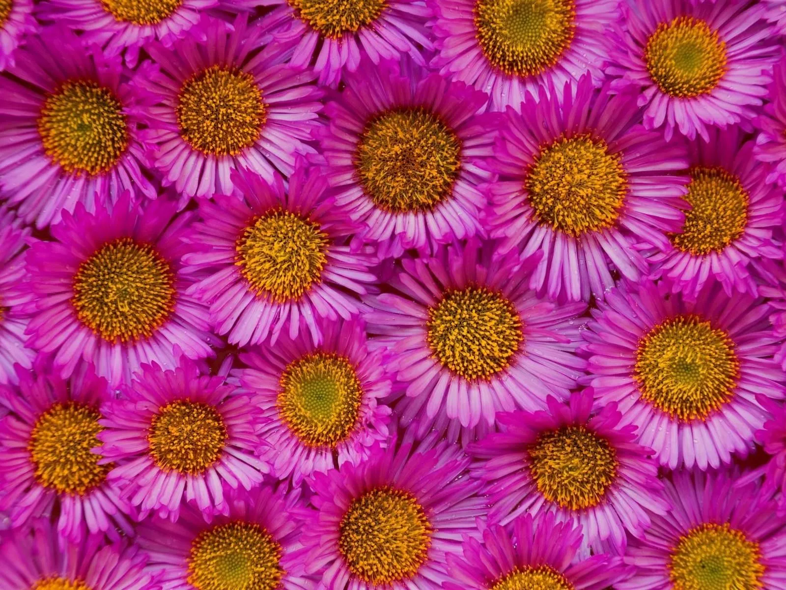 wallpapernarium: Muchas bellas flores de color rosa