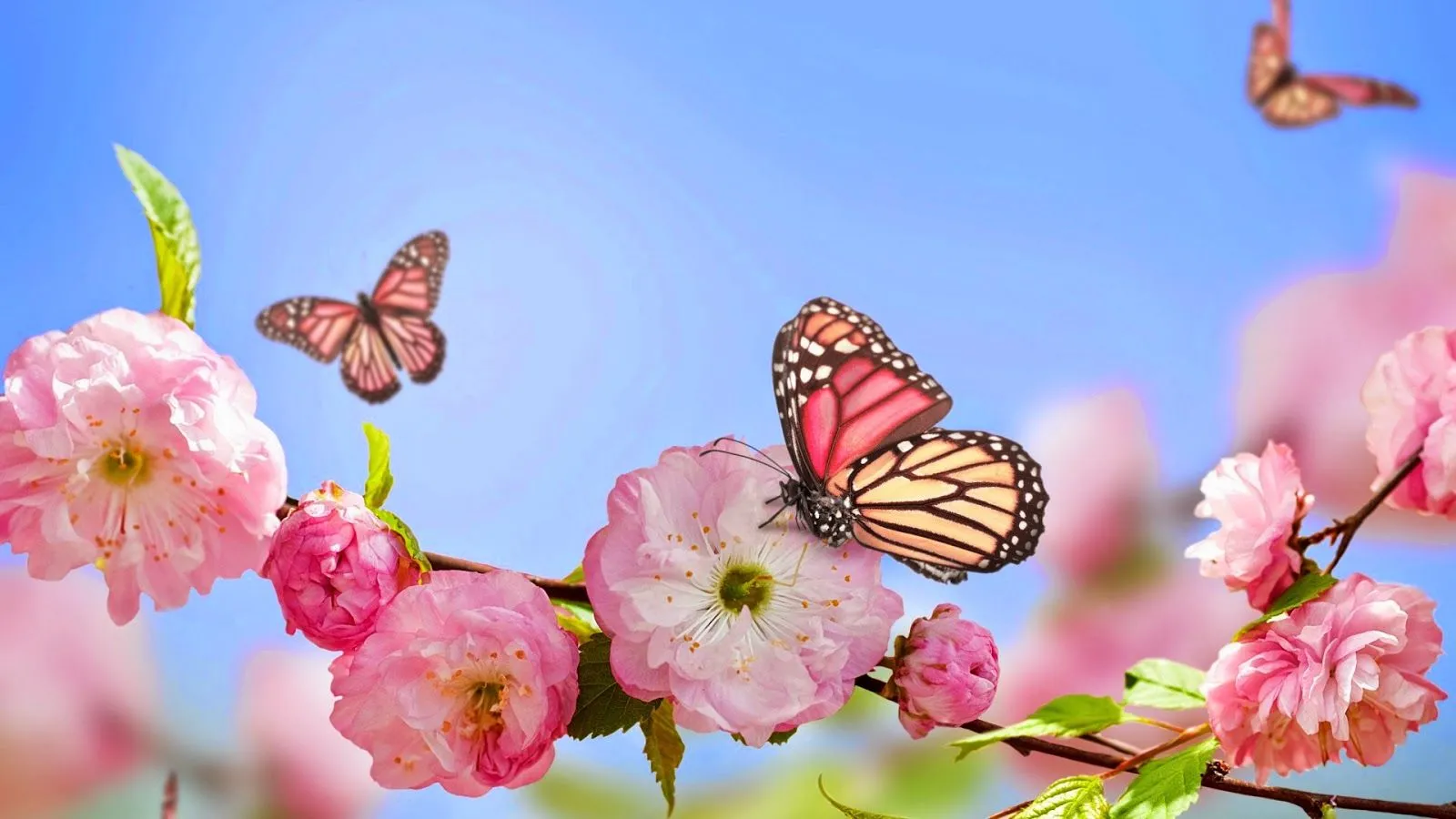 Mariposas y Flores de Colores | Fotos e Imágenes en FOTOBLOG X Mariposas y Flores de Colores | Fotos e Imágenes en FOTOBLOG X