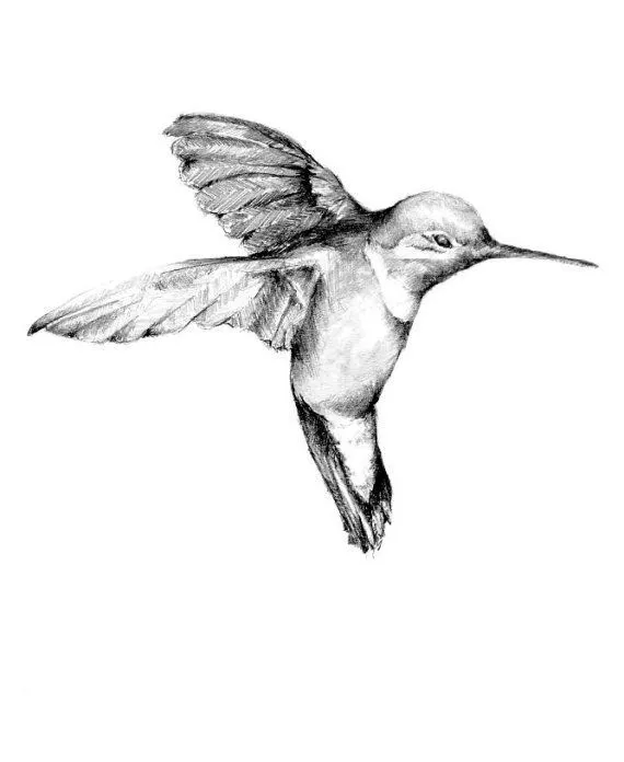 Un bello dibujo de un colibrí. A mi papá, descanse en paz, le ...