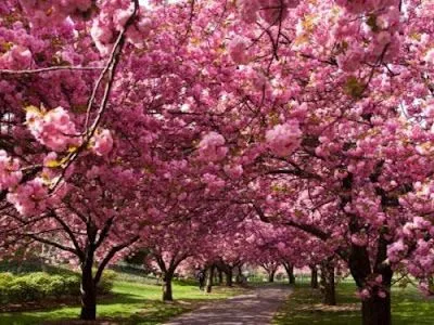 Nuestro Bello Planeta: PAISAJES DE PRIMAVERA Nuestro Bello Planeta: PAISAJES DE PRIMAVERA