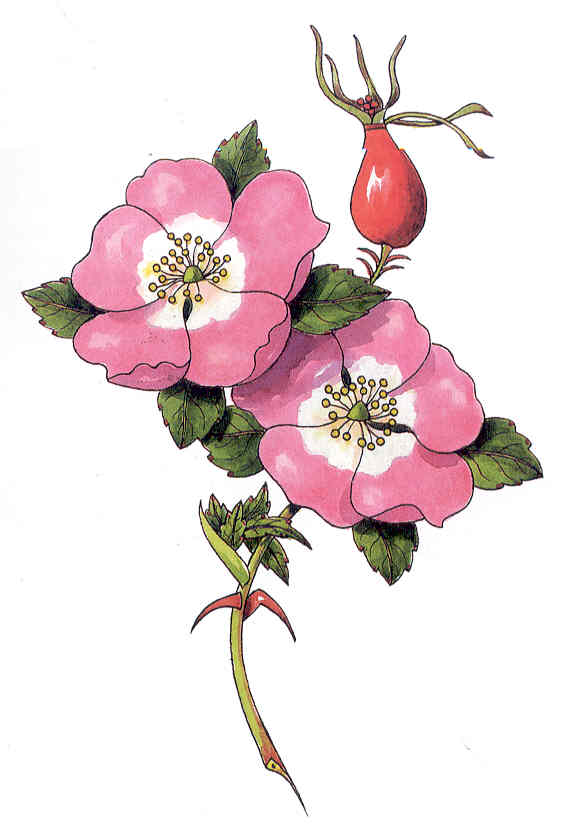Los beneficios del aceite de rosa mosqueta | El Blog de Nosotras Los beneficios del aceite de rosa mosqueta | El Blog de Nosotras