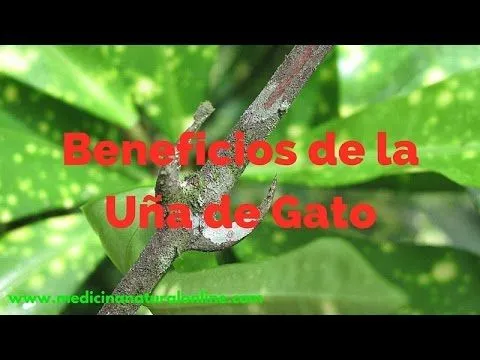 BENEFICIOS DE LA UÑA DE GATO - CONTRA EL CANCER - YouTube