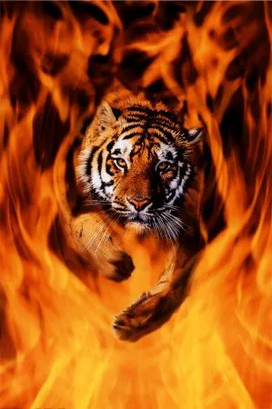 Bengal Tiger Jumping Flames Stampa su AllPosters.
