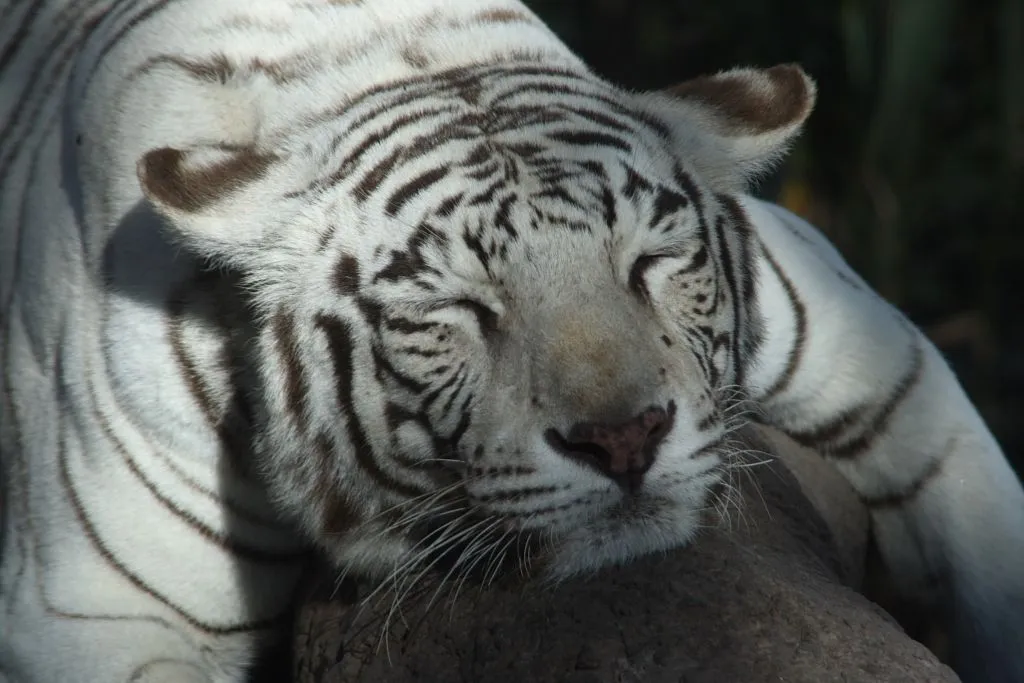Bengal Tiger / Tigre de Bengala (Panthera Tigris) | Flickr - Photo ... Bengal Tiger / Tigre de Bengala (Panthera Tigris) | Flickr - Photo ...