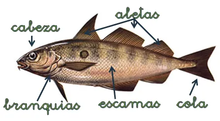 Benyamina2A: Partes del pez