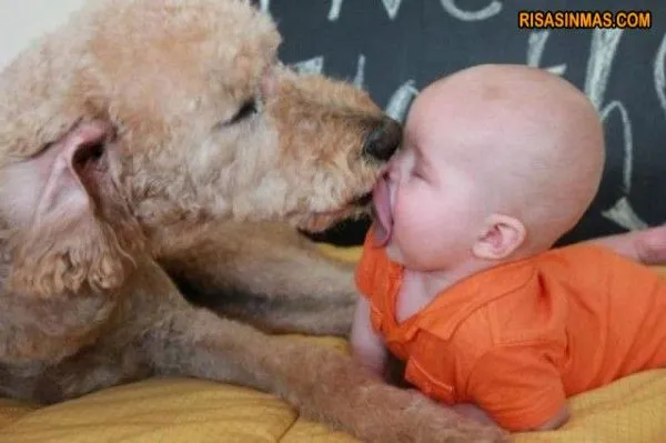 beso-entre-perro-y-bebe-rsm- ...