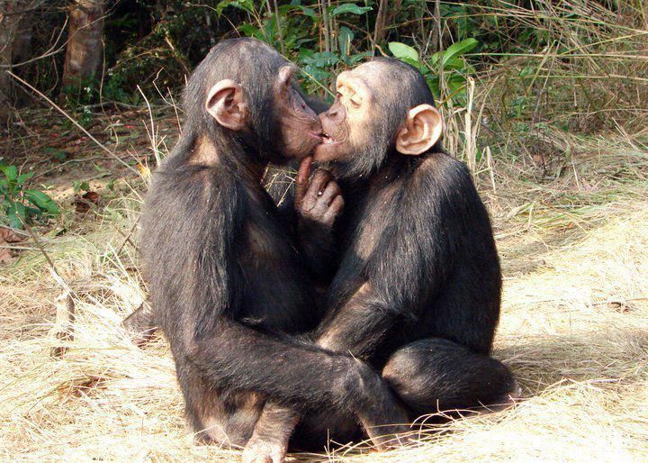 besos monos | Funny animals, Chimp, Animals