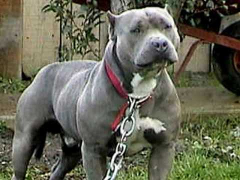 Best dogs Rottweiler Pitbull Bullterrier - YouTube