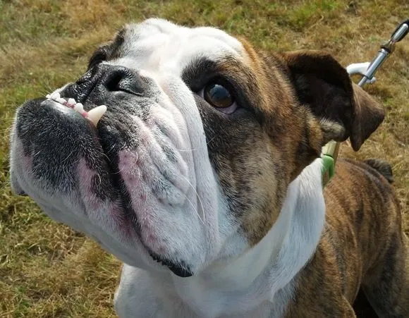 BHNW - Bulldog Haven NW - English & French Bulldog Rescue BHNW - Bulldog Haven NW - English & French Bulldog Rescue