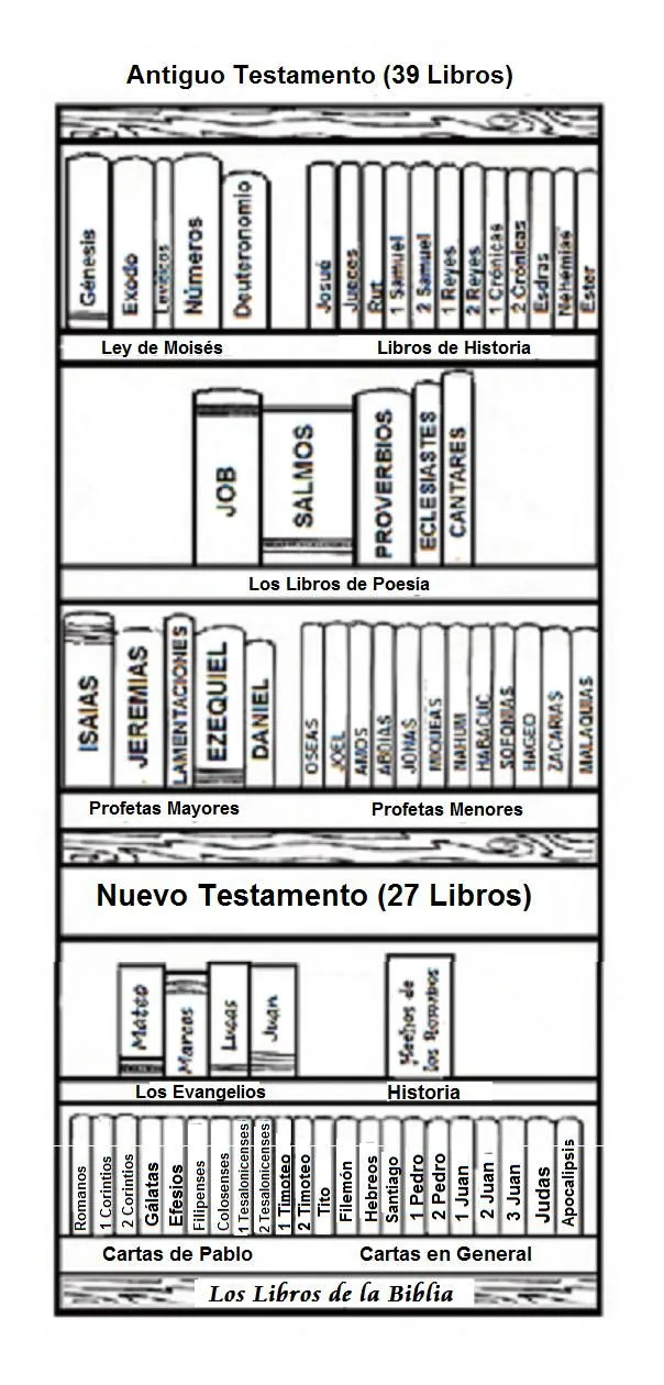 Cómo está organizada la Biblia? | Divina Curiosidad Cómo está organizada la Biblia? | Divina Curiosidad