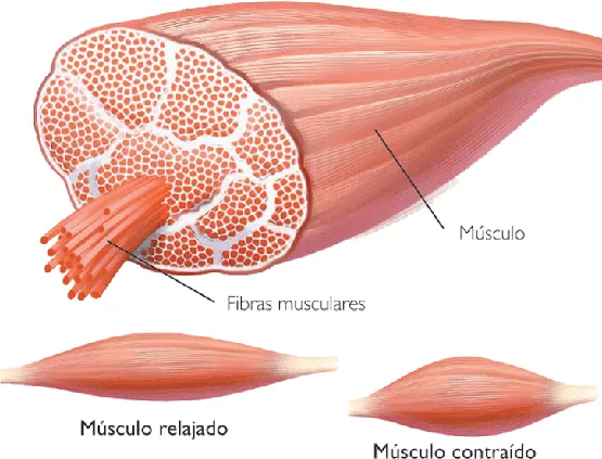Bienvenido al blog de biología humana de Cristina y Miriam: Tejido ... Bienvenido al blog de biología humana de Cristina y Miriam: Tejido ...