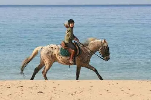 Bienvenido a Hipica-Tarifa - Montar a caballo en la Costa de la ...