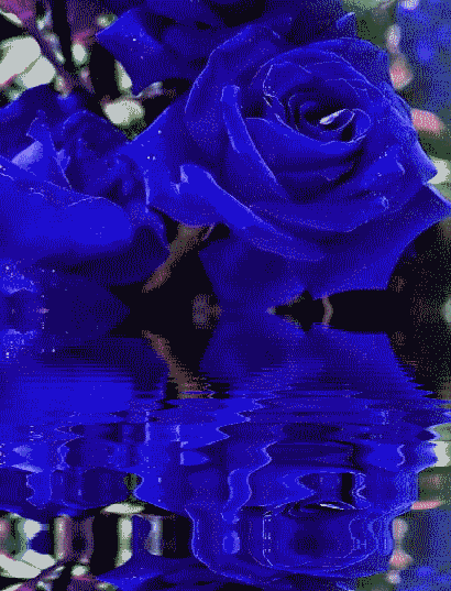Gif animados de rosas azules - Imagui