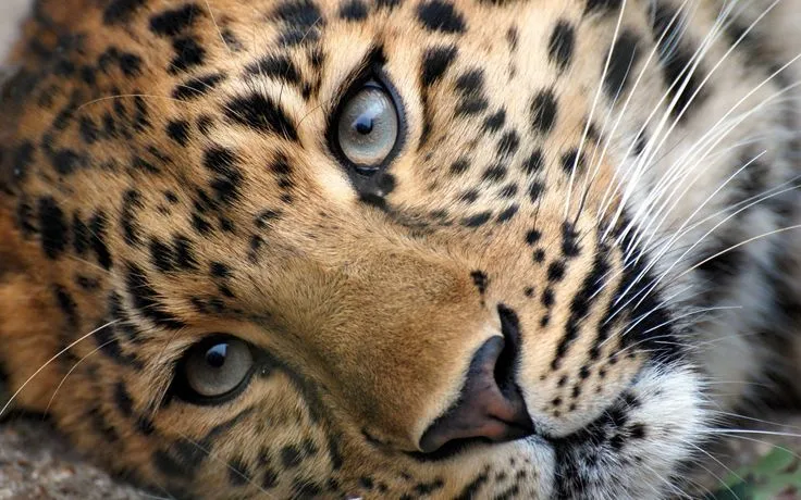 big cats | Wild Animals Big Cats | Beautiful Creatures. | Pinterest