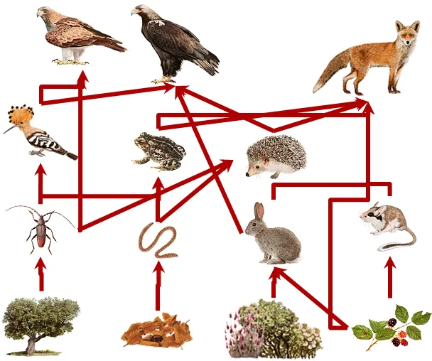 Bio-lógicas - La Biología que estabas buscando! : Los ecosistemas ...