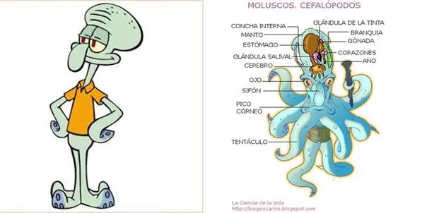 Bio1C Invertebrados comestibles | Alimentación, cuestión de cultura Bio1C Invertebrados comestibles | Alimentación, cuestión de cultura
