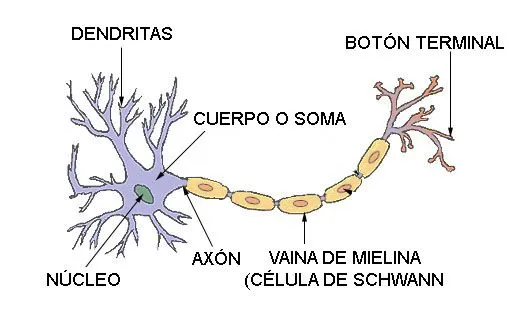 Bioblog: Segundo año: neurona- sinapsis