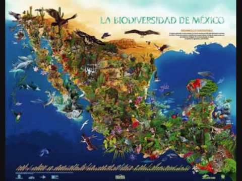 Biodiversidad de México en Peligro - YouTube