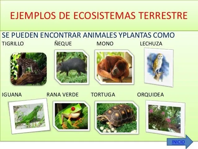 biodiversidad-y-ecosistemas- ...