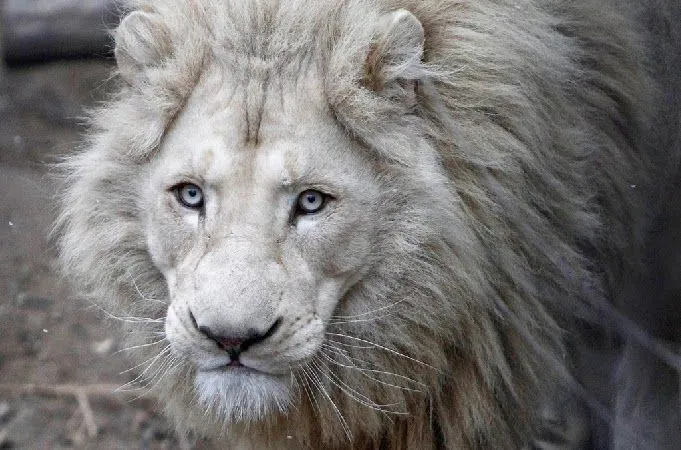 BiOjUnKiEs: León blanco, un caso extraño de la naturaleza.