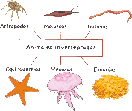Biologia-Animal - Aparatos excretores de invertebrados.