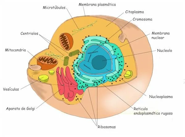 Biología: Apartado I: La célula, sus postulados y la organización ...