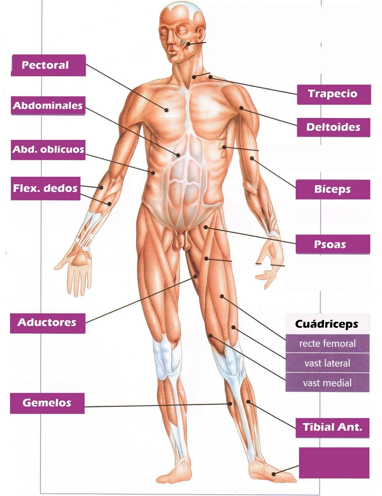 Principales musculos del cuerpo humano explicado para primaria ...