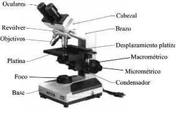 BIOLOGIA Y MICROBIOLOGIA: MICROSCOPIA