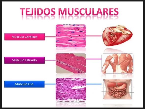Tejidos animales 3 - Tejido Muscular - Banco de Preguntas de Biología Tejidos animales 3 - Tejido Muscular - Banco de Preguntas de Biología
