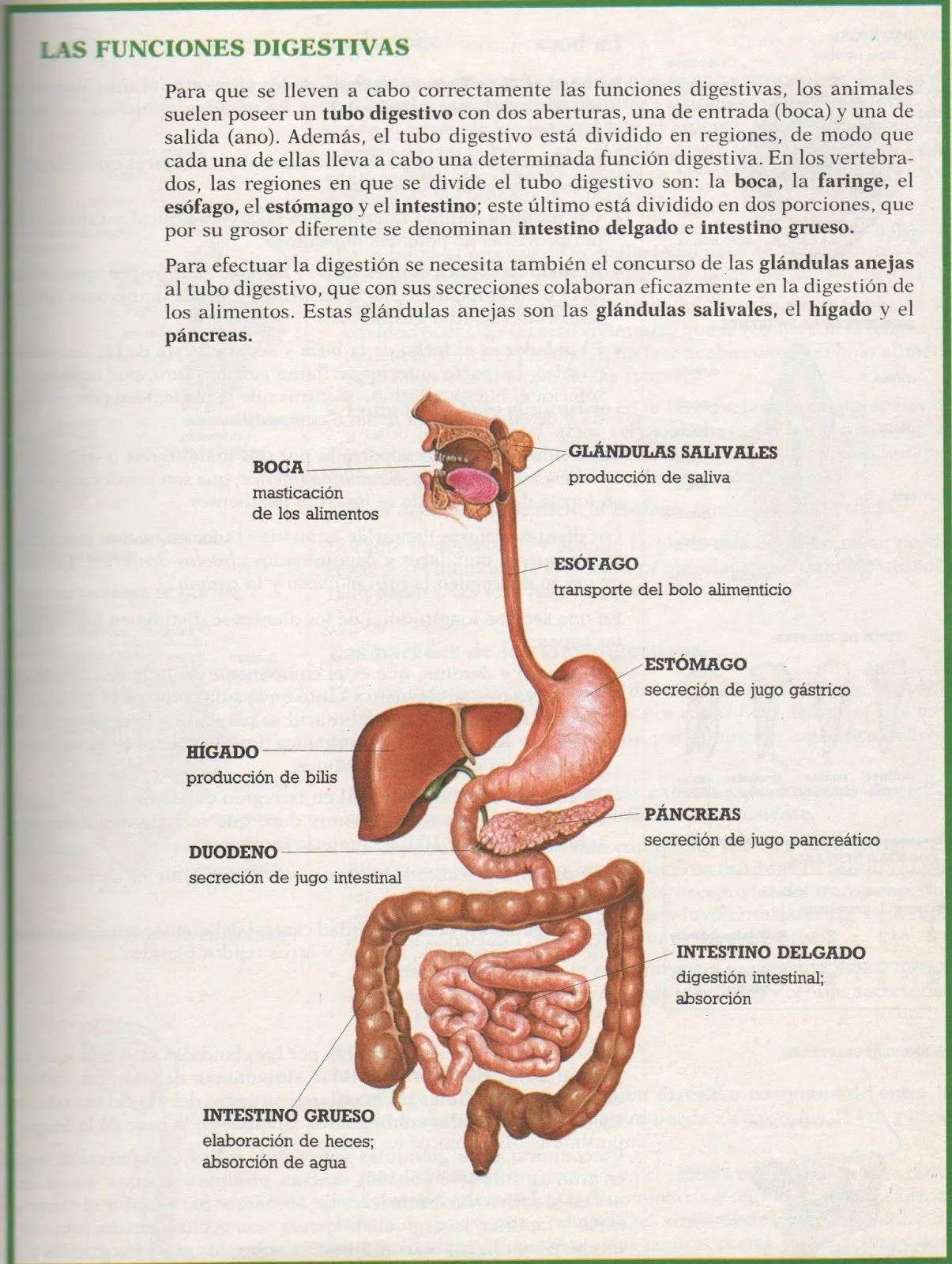 Biología para zanakas: 9.-Tema 4 - Nutrición I, Aparato Digestivo ...
