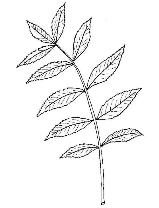 Biological Drawing of Ash Leaf | Resources for Biology Education ...
