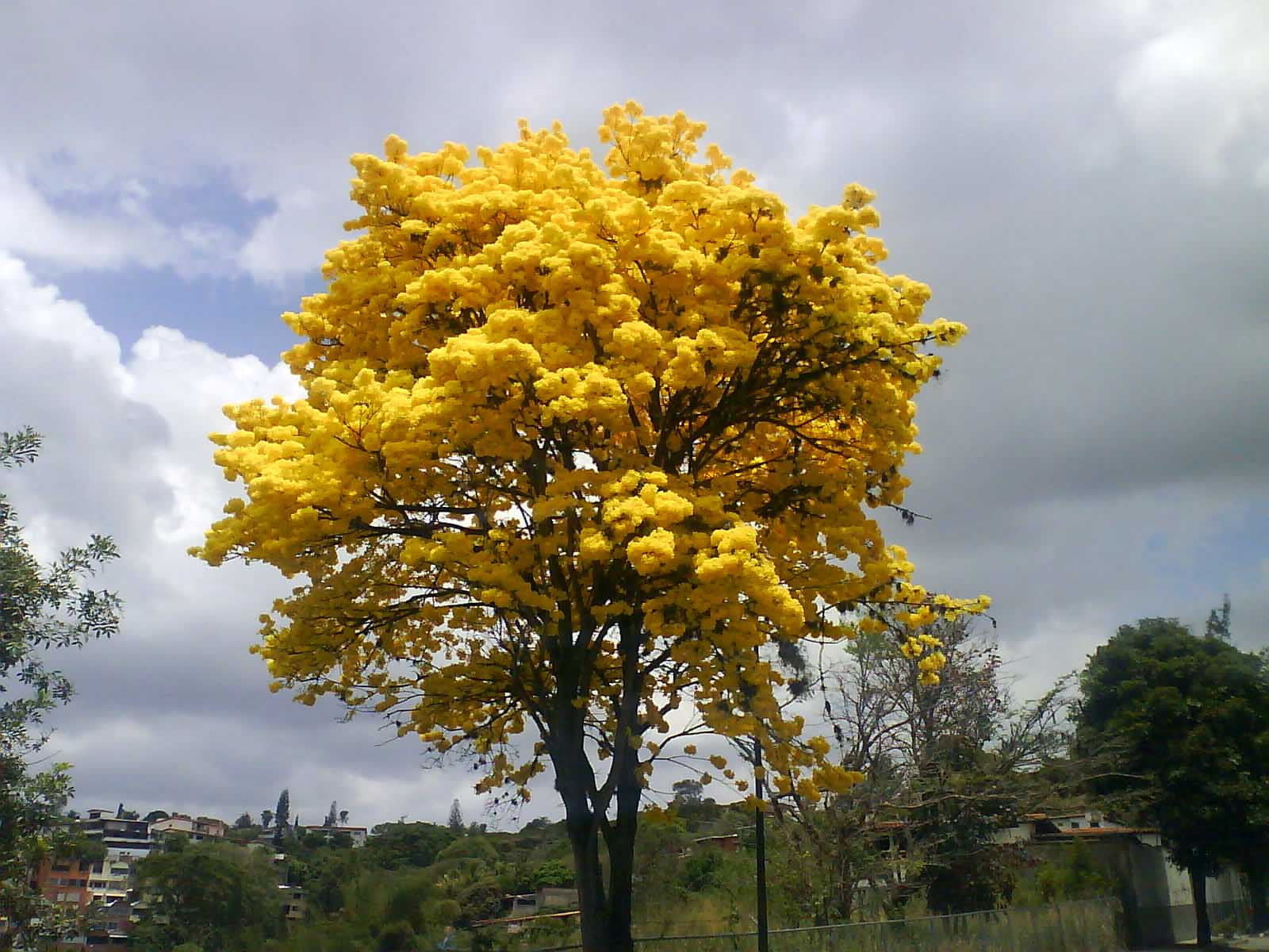PAISAJE BITACORA: Árboles que son Emblema en Venezuela. PAISAJE BITACORA: Árboles que son Emblema en Venezuela.