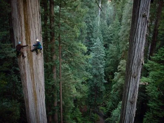 Biólogos sobre una sequoia de 107 metros de altura. Michael Nichols.