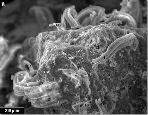 BioUnalm: ¿Se encontraron fósiles de cianobacterias en el ...